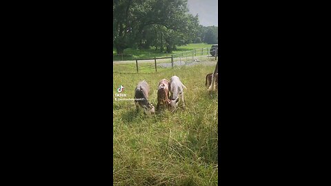 Calves on a sunny afternoon.