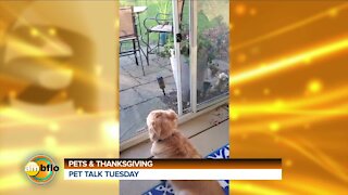 PET TALK TUESDAY- THANKSGIVING AND PETS