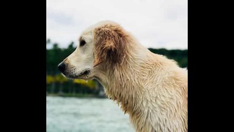 Un golden retriever féru de sports aquatiques