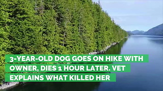 3-Year-Old Dog Goes on Hike with Owner, Dies 1 Hour Later. Vet Explains What Killed Her