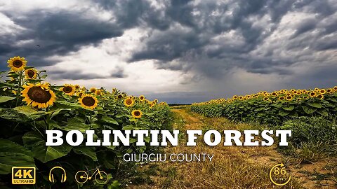Bolintin forest ride | Ambiental music | 4k Virtual Tour | 🇷🇴