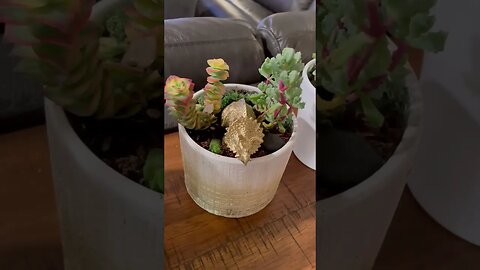 Modern Succulent Idea feat. Dinosaurs!