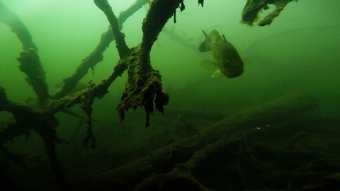 Sunken GoPro captures eerie footage and large, curious bass