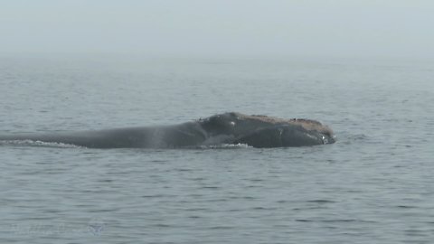 Incredibly rare encounter with North Atlantic Right Whale