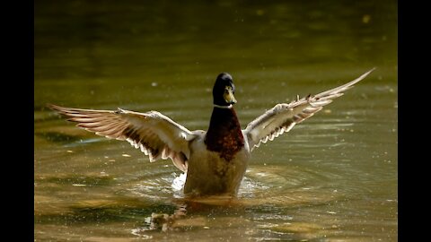 cute duck, duck, cute baby and duckling, cute duckling videos,