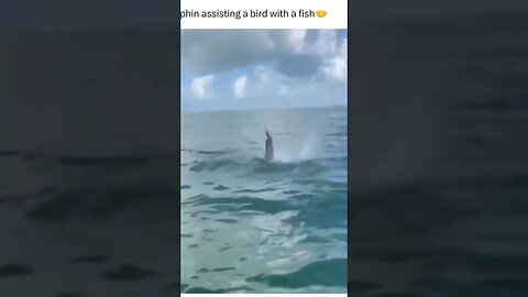 Dolphin Assisting a Bird with a Fish