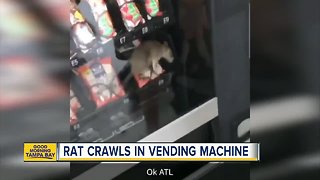 Rat crawls in vending machine