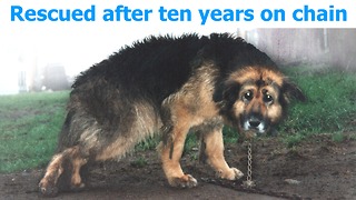 10 Years Chained: A Dog's Rescue Story. She was snowed and sleeted on - covered in mud - no comforts