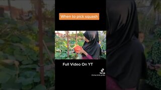 When To Harvest Squash