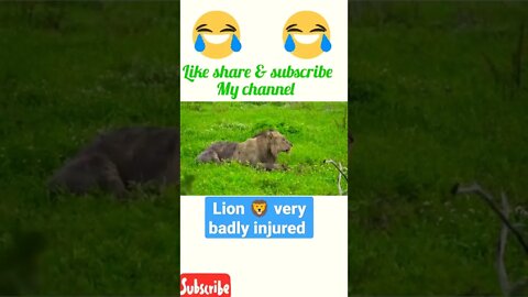 A Lion very badly injured |2022| #shorts #youtubeshorts