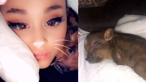 Ariana Grande & Pete Davidson Become Parents To A Baby Pig