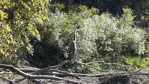 Great Blue Heron stopped by