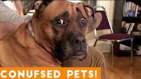 Adorable Pets - TRY NOT TO LAUGH IMPOSSIBLE 2021 #2