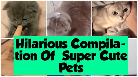 Hilarious Compilation Of Super Cute And Funny Pets | Try Not To Laugh At These Pets