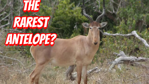 The Rare Antelope To See!