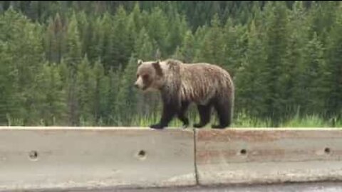 L'orso equilibrista cammina sul guardrail