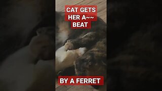 My Ferret Beats My Cats A~~
