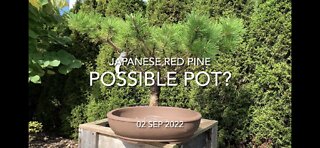 Possible Pot for Japanese Red Pine?