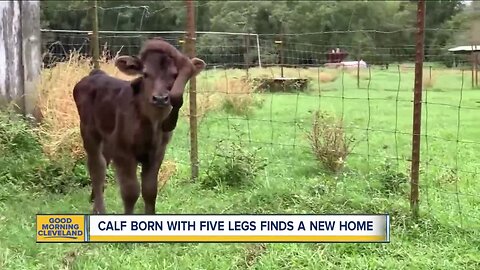 Farmer gives calf with fifth leg on head a loving home