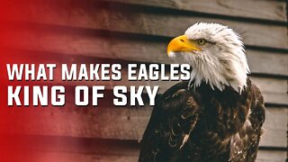 WHAT MAKES EAGLES KING OF SKY | LARGEST BIRDS | KING OF BIRDS | EAGLES DON'T EAT DEAD MEAT