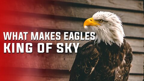 WHAT MAKES EAGLES KING OF SKY | LARGEST BIRDS | KING OF BIRDS | EAGLES DON'T EAT DEAD MEAT
