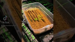 How To Root Plants And Cuttings The Easiest Method! Mind Blowing Results!