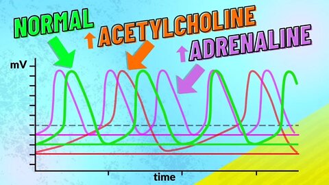 How Adrenaline and Acetylcholine Affect Heart Rate