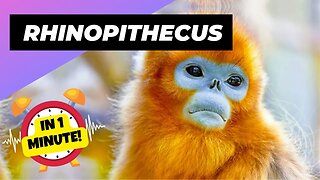 Rhinopithecus Roxellana - In 1 Minute! 🦤 One Unique Animal You Have Never Seen | 1 Minute Animals
