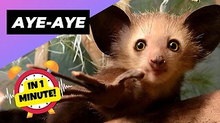 Aye-Aye - In 1 Minute! 🐒 One Of The Rarest Animals In The Wild | 1 Minute Animals