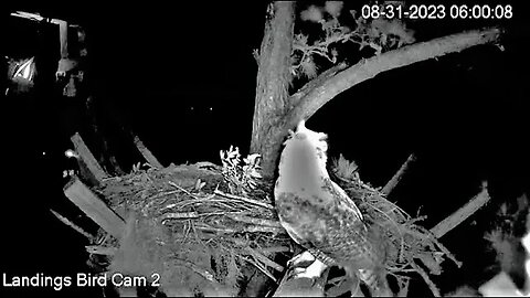 Savannah Great Horned Owls Are Back-Cam Two 🦉 08/31/23 05:55