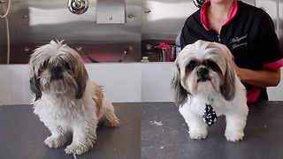 Elderly Shih Tzu Gets A Makeover Just In Time To Meet His Adopters