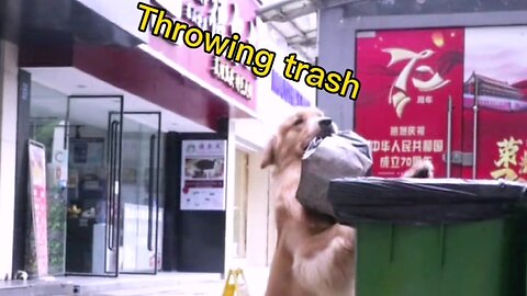 The dog that throws garbage