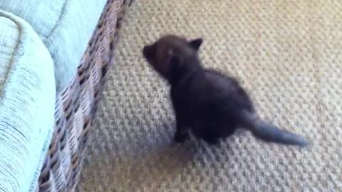 Determined baby fox can't quite jump onto couch yet
