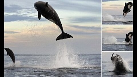 Orca: Awesome jumps out of the water - killer whale/orca jumps
