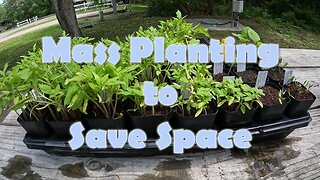 Mass Planting Tomatoes to Save Space