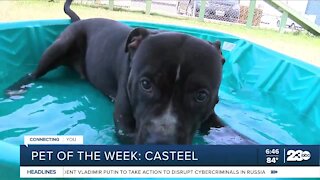 Pet of the Week: Casteel