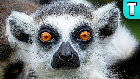 Why the Lemurs Survival is Important to Humanity