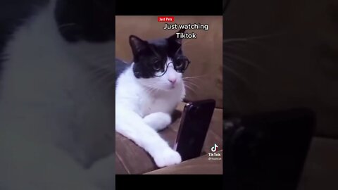 Cat wearing glasses and watching Tiktok #shorts Funny Cat video 2021