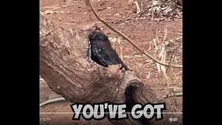 LAHAINA EVENT BURNED TREE FROM INSIDE - NOT SOMETHING YOU SEE EVERYDAY