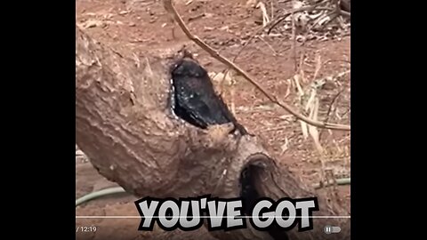 LAHAINA EVENT BURNED TREE FROM INSIDE - NOT SOMETHING YOU SEE EVERYDAY