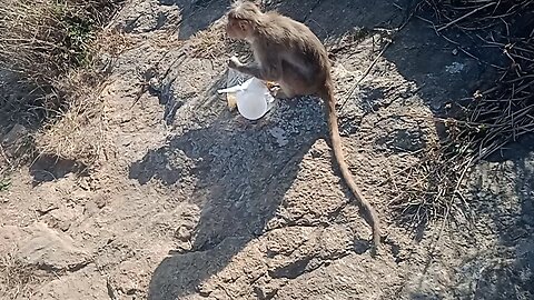 Monkey stole my food on trip