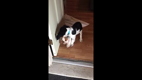 Puppy gets his own puppy and he can’t contain himself