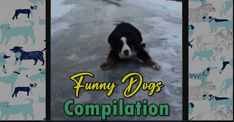 Funny Dogs Compilation 1 | Try stopping your Laugh Challenge
