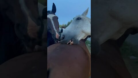 Horse cleans his teeth #funny #horses