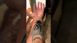 Giant Spider Crawls On My Arm! 🕷💪🏽