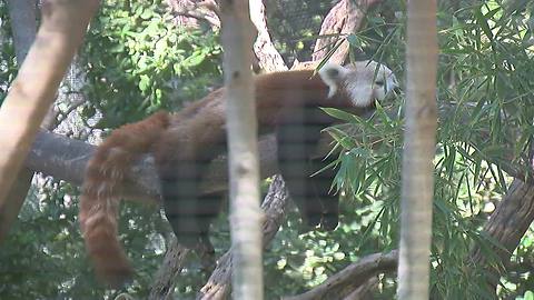 RAW VIDEO: Red pandas to make debut at Reid Park Zoo