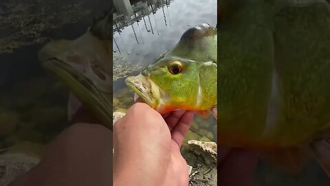 Beautiful Peacock Bass