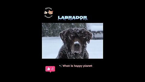 Labrador | cute dog #shorts #youtubeshorts #dog #labrador