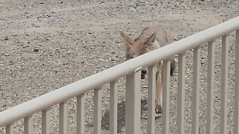 Coyote at Lake Powell