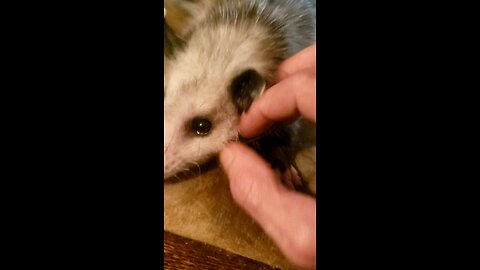 cute baby Opie opposum